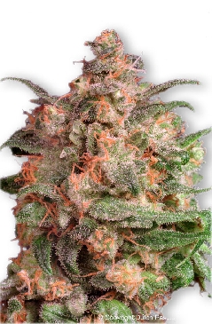 Brainstorm cannabis seeds
