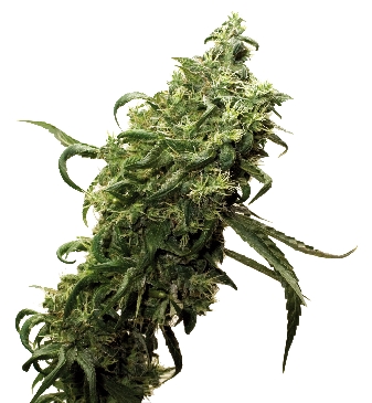 Dark Delight cannabis seeds