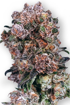 Blueberry cannabis seeds