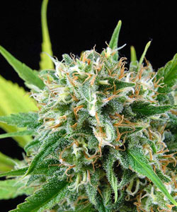 100% Feminised Royal Haze Cannabis Seeds