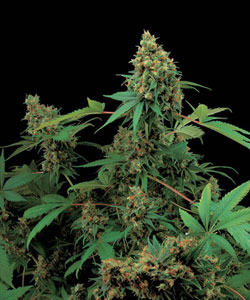 100% Feminised Moby Dick Cannabis Seeds