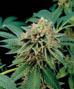 100% Feminised Shark Attack Cannabis Seeds  100% Feminised Shark Attack Cannabis Seeds