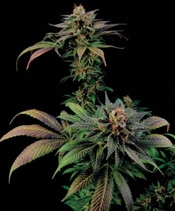 100% Feminised Blue Widow Cannabis Seeds