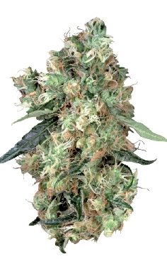 Dutch Haze cannabis seeds