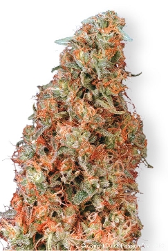 Power Plant cannabis seeds