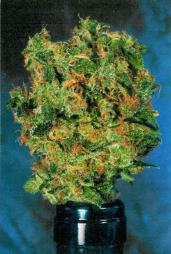 Isis cannabis seeds