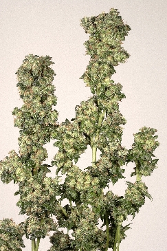 Oasis cannabis seeds