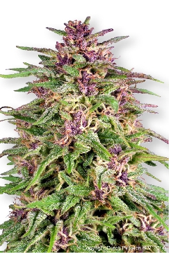 Frisian Dew cannabis seeds