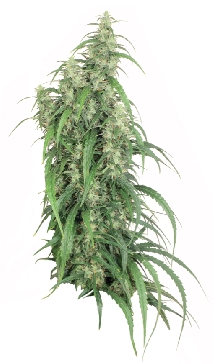Mekong High cannabis seeds