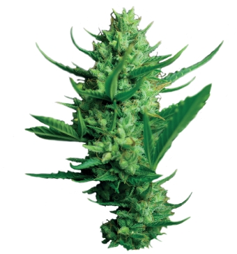 Night Queen cannabis seeds