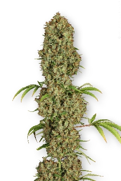 Jorge&#39;s Diamonds #1 cannabis seeds