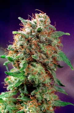 Mazar cannabis seeds
