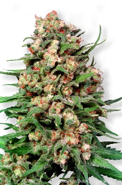 Skunk #1 cannabis seeds