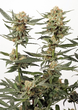 Ortega Indica cannabis seeds
