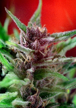 Shaman cannabis seeds