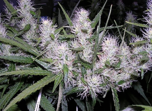 Masterkush cannabis seeds