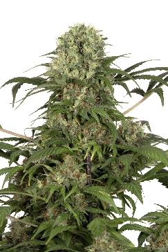 Green Spirit cannabis seeds