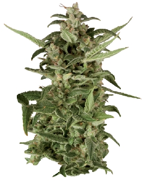 PolarLight #2 cannabis seeds