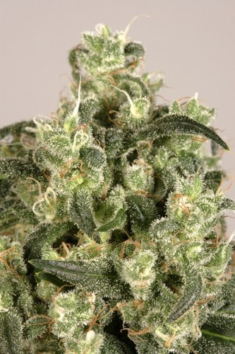 Sacra Fraska cannabis seeds
