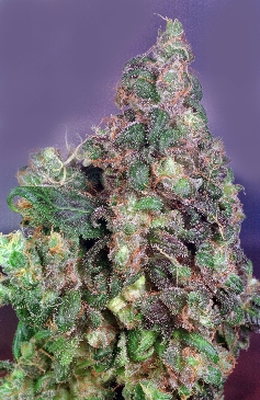 Original Flo cannabis seeds