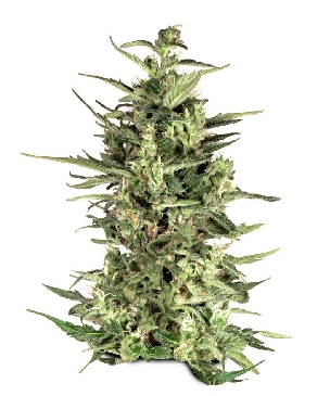 Dutch Cheese cannabis seeds