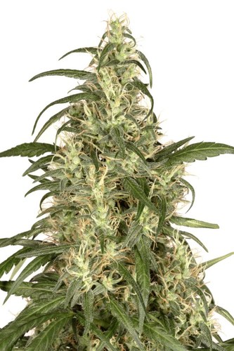 Skunk #11 cannabis seeds