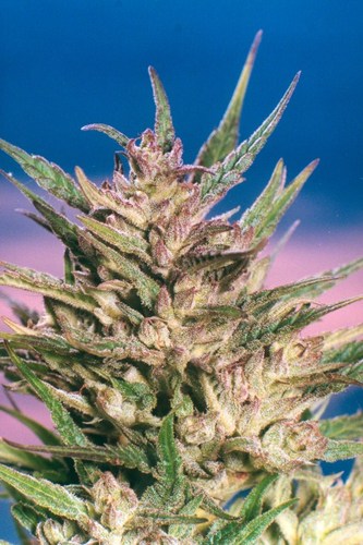 Passion #1 cannabis seeds