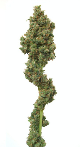 Euforia cannabis seeds