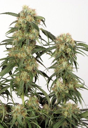 Pamir Gold cannabis seeds