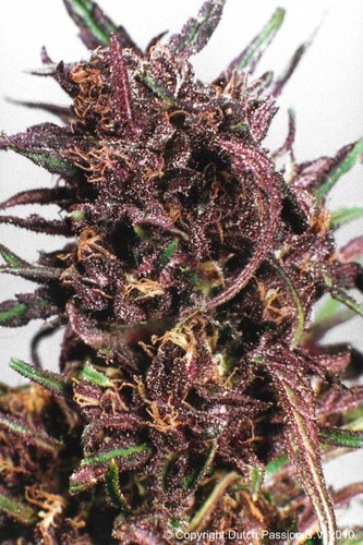 Purple #1 cannabis seeds