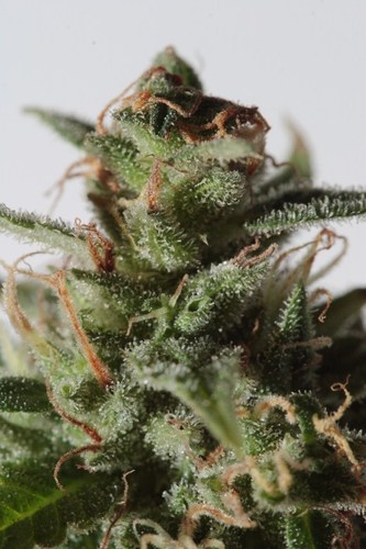 La Lybella cannabis seeds