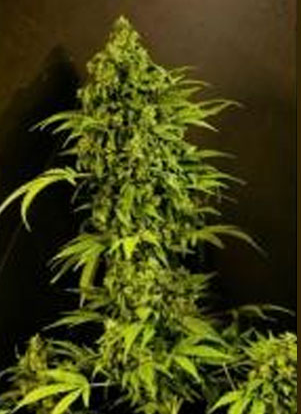100% Feminised Auto Mass Cannabis Seeds