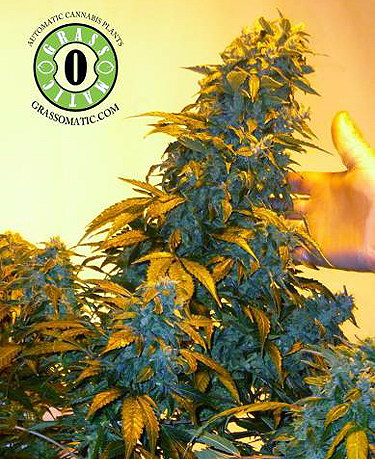 100% Feminised Automatic AK47 Cannabis Seeds