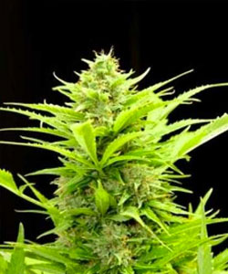 100% Feminised Maxi Automatic Cannabis Seeds