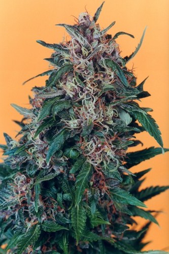Hollands Hope cannabis seeds