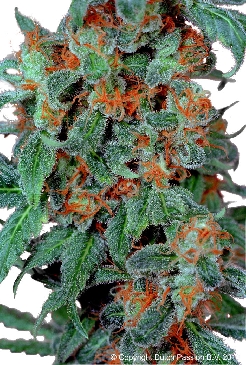 Orange Bud cannabis seeds