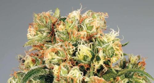 Freddy&#39;s Best cannabis seeds