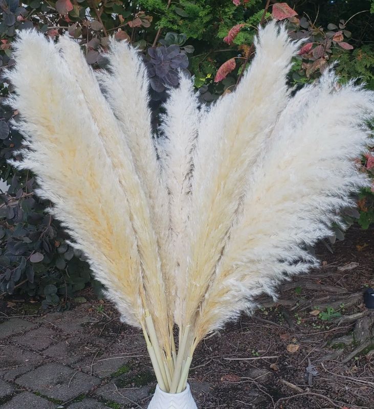 RENTAL- Pampas Grass Stem