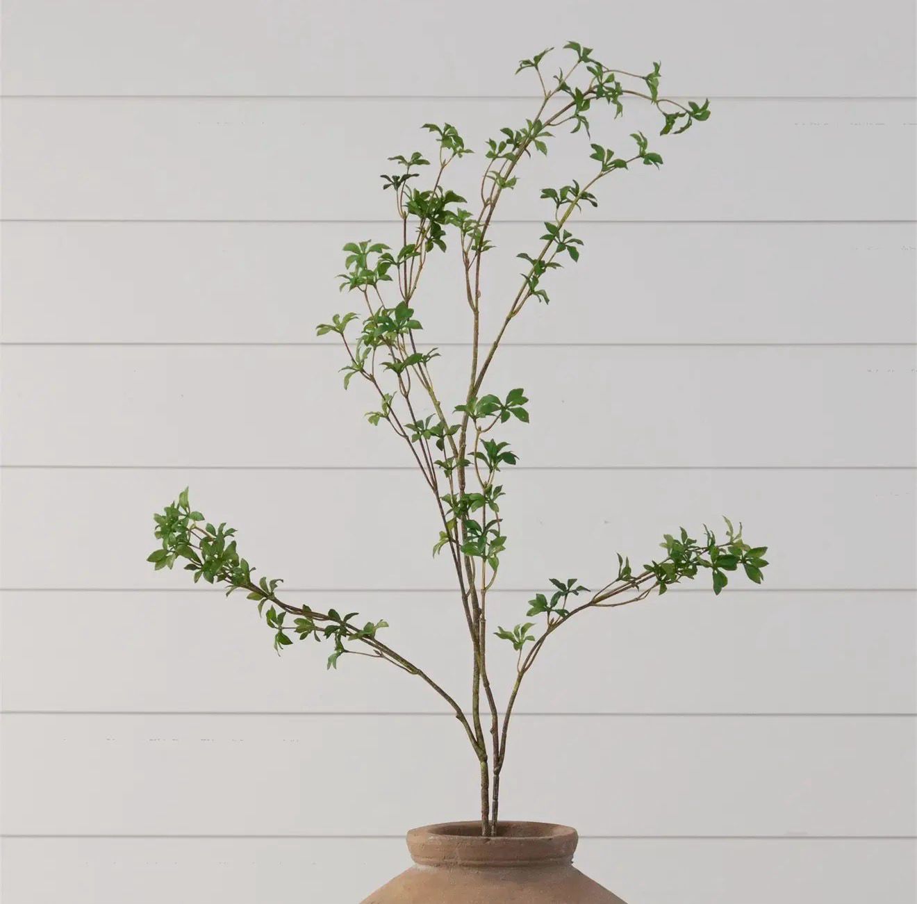 Blooming Enkianthus Branch