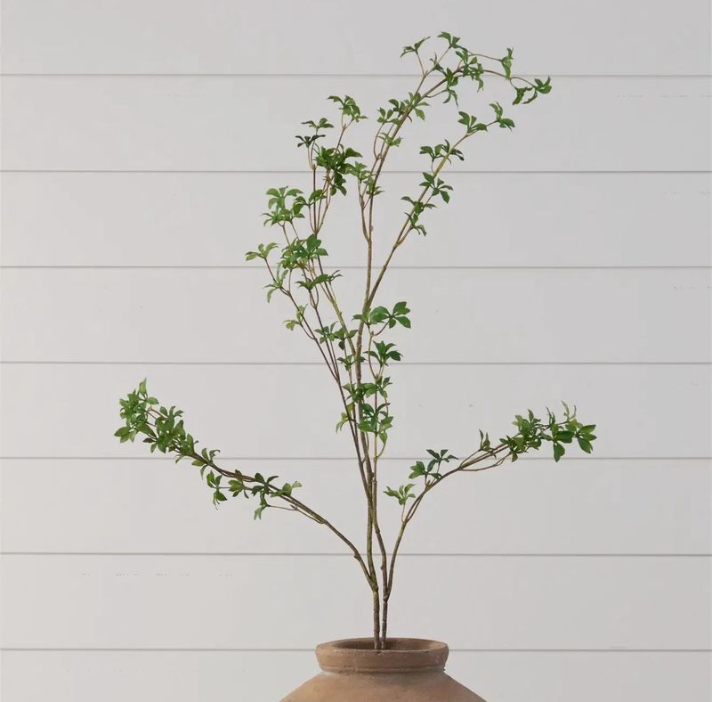 Blooming Enkianthus Branch