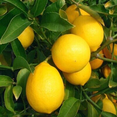 Lemon Scent Tile