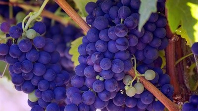 GRAPE scent tile