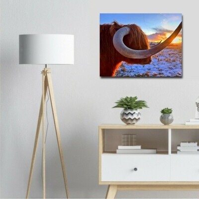 Scottish Highlander Canvas Photo 16x20