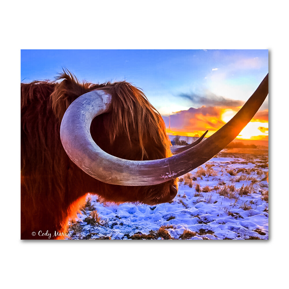Scottish Highlander Canvas Photo 16x20