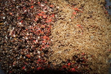 Hanf Monstercrab Bloodworm 2,5 kg