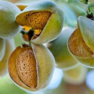 Toasted Almond
