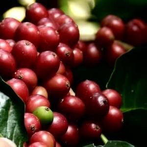 Sumatra