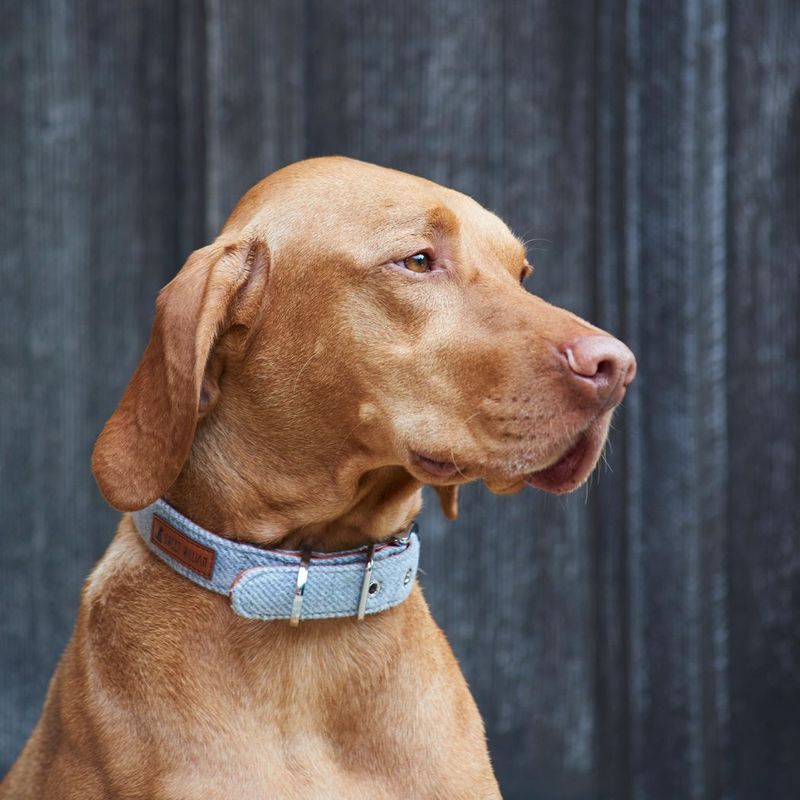 Dog Collar by Sweet William Designs