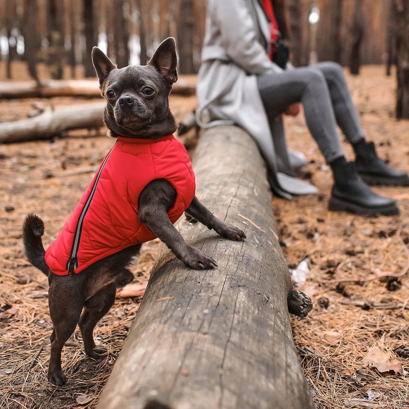 Dog Coat/Vest by Bonne et Filou