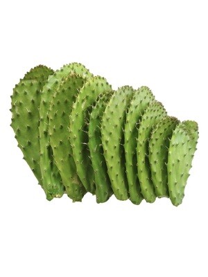 Kaktusfeige Nopal (Opuntia)